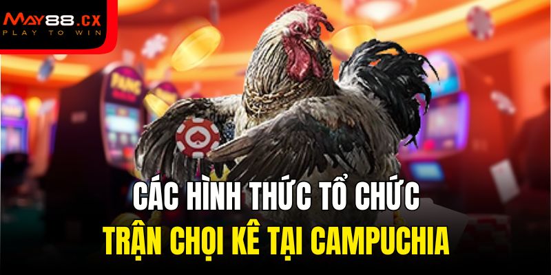 Các hình thức tổ chức trận chọi kê tại Campuchia