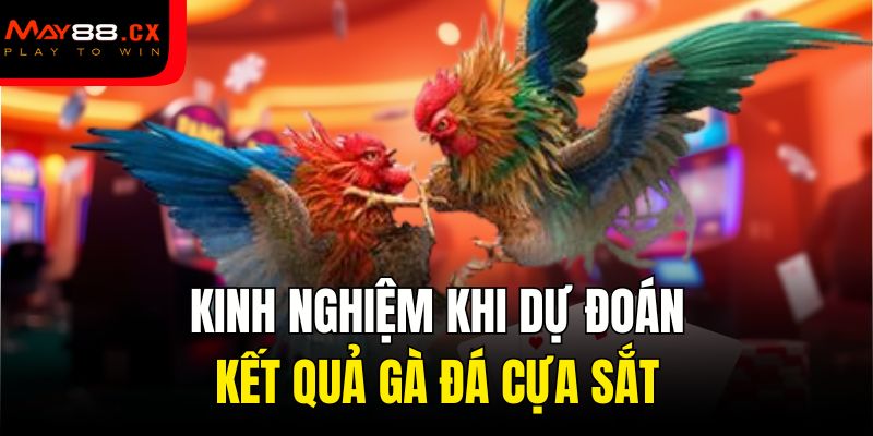 Kinh nghiệm khi dự đoán kết quả gà đá cựa sắt